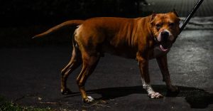Azzannato da due cani pitbull in casa, 30enne in fin di vita in ospedale