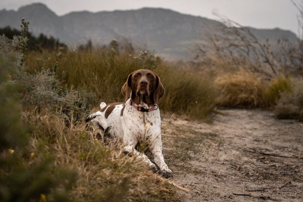 Pointer Inglese: scopriamo di più sul cane affettuoso e dinamico