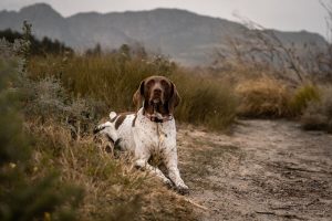 Pointer Inglese: scopriamo di più sul cane affettuoso e dinamico