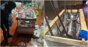 Blitz al Car di Guidonia, sequestrati 620 chili di pesce non tracciati