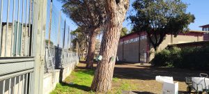 Ostia, nel giardino della scuola la manutenzione dei pini è pagata dai residenti