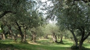 "Rogna degli ulivi", l’allarme non è cessato: chiesto l’intervento della Regione