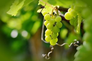 Il vino Patrimonio Culturale Europeo al Parco Archeologico del Colosseo