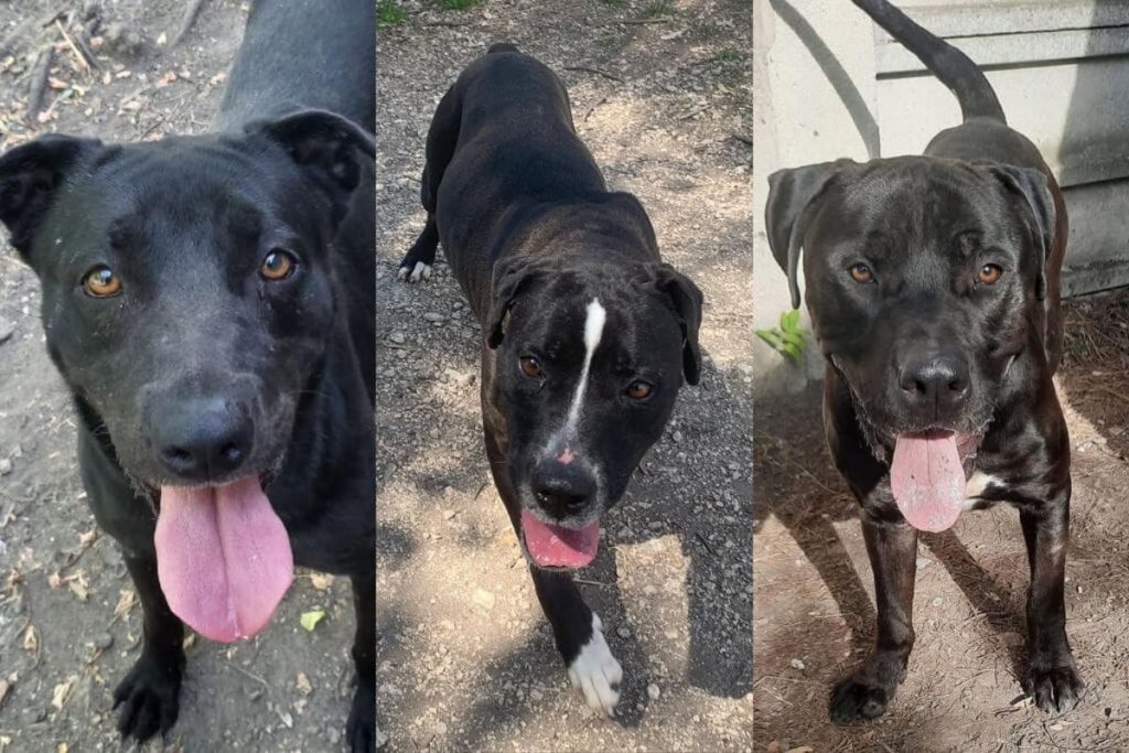 Calliope, Astra e Sansone jr, i dolcissimi cani che aspettano di essere adottati